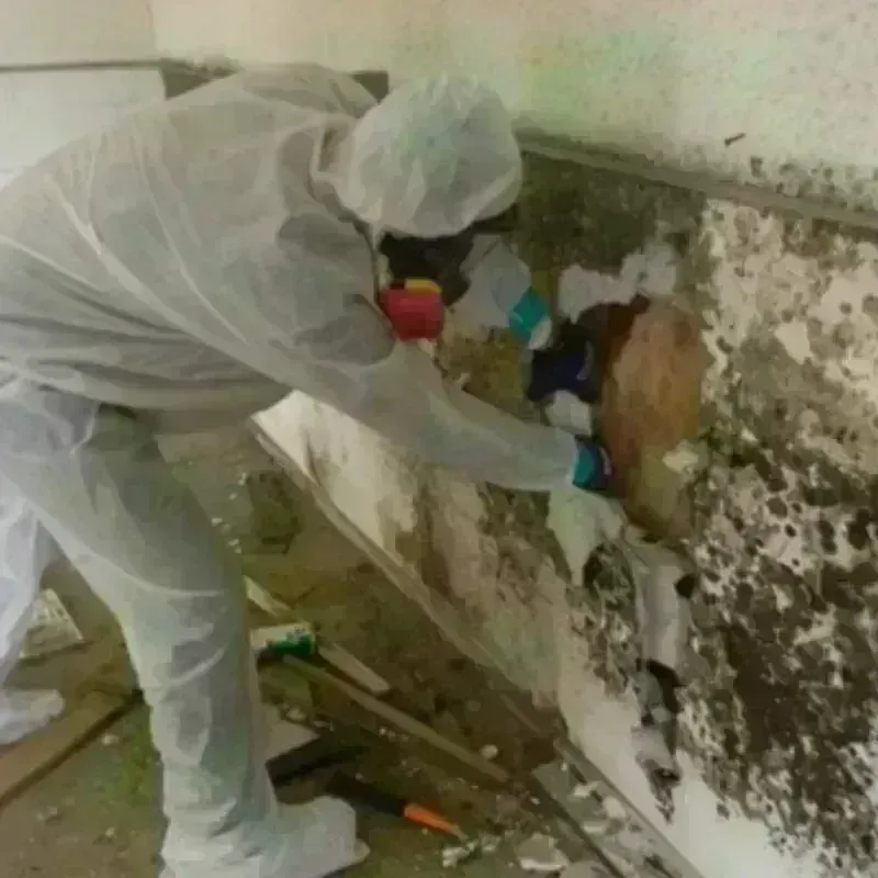 Mold Remediation and Removal in Windsor Locks, CT